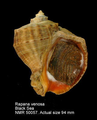Rapana venosa (2).jpg - Rapana venosa(Valenciennes,1846)